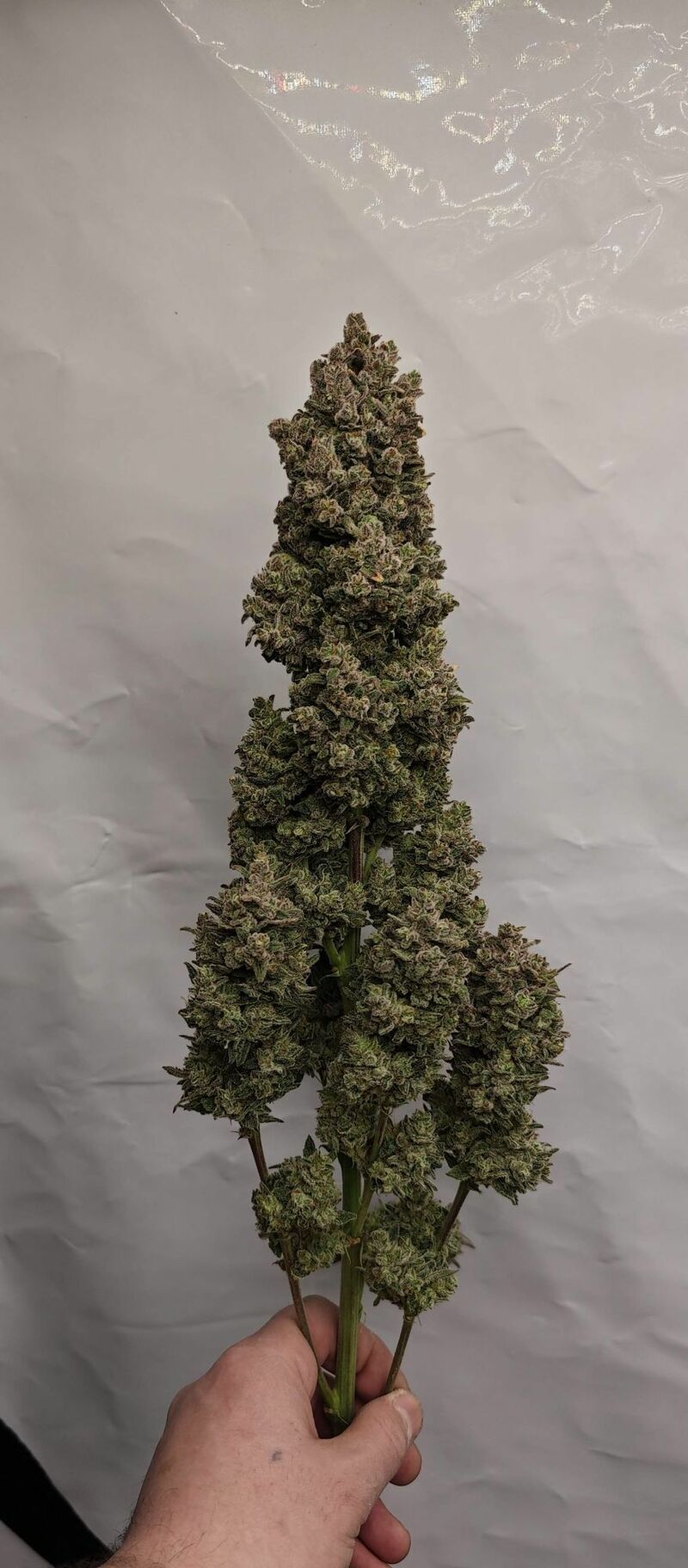 Sour Jealousy Auto, Фасовка: 3, изображение 12